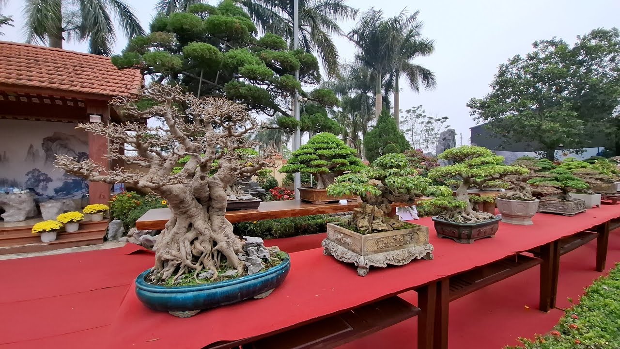 ZBV-1978.2:Dàn Bonsai mini tinh hoa hội tụ tại triển lãm cây cảnh 1978 Lộc châu
