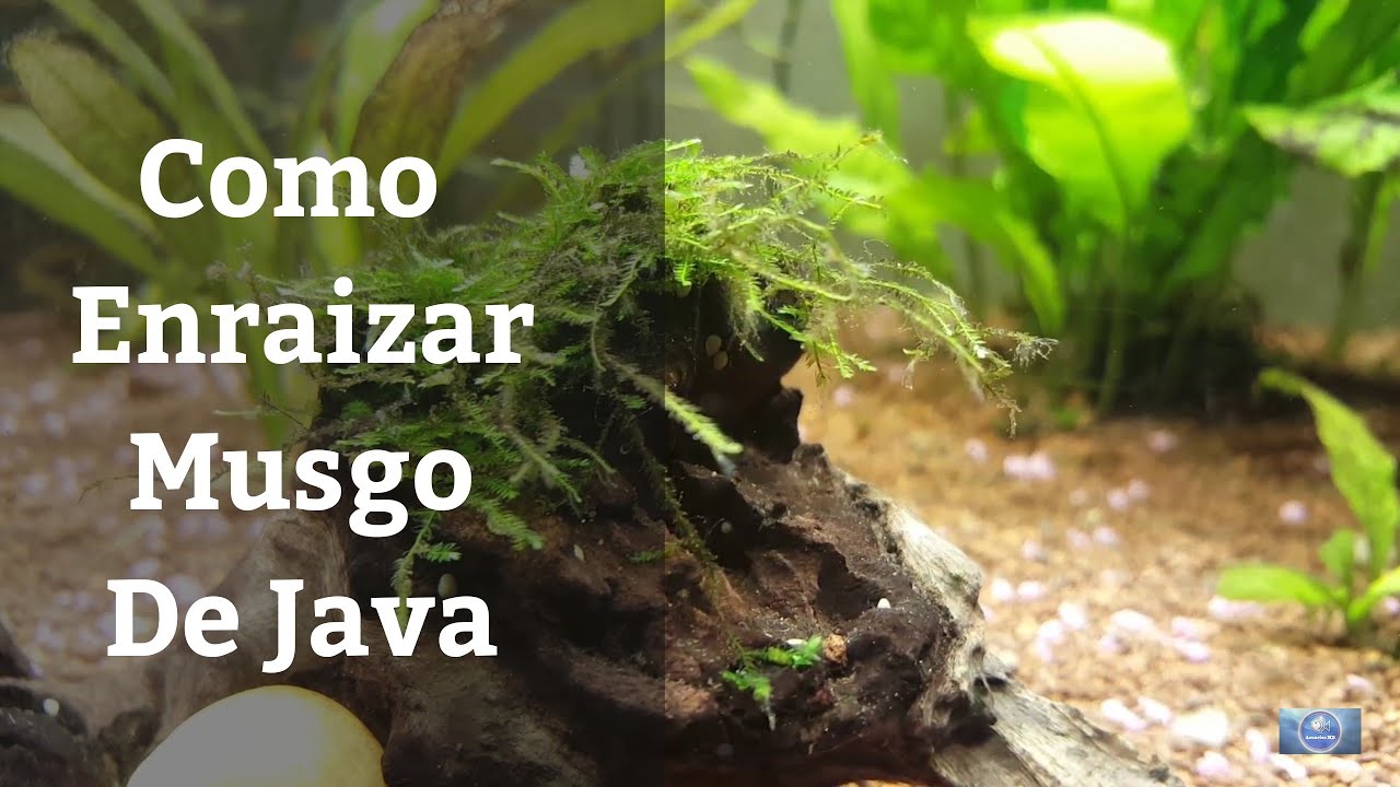 🔵 Como Enraizar Musgo De Java De Una Manera F&aacute;cil (Acuarios MB)