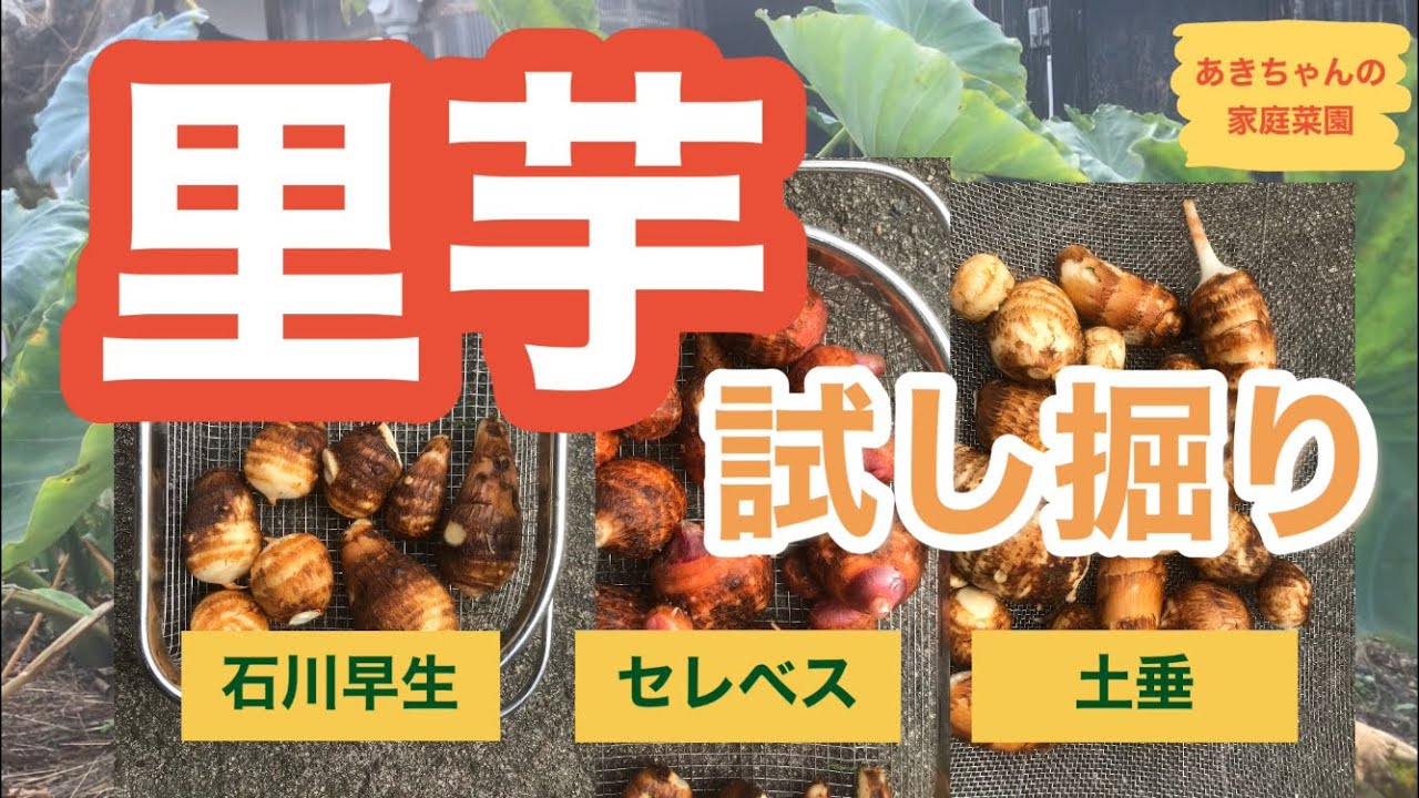里芋の試し掘り【家庭菜園】【石川早生】【セレベス】【土垂】