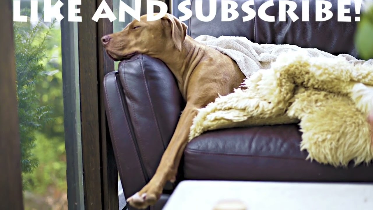 Bandy's Official Music Songs - Calm for us to do (Official Music)