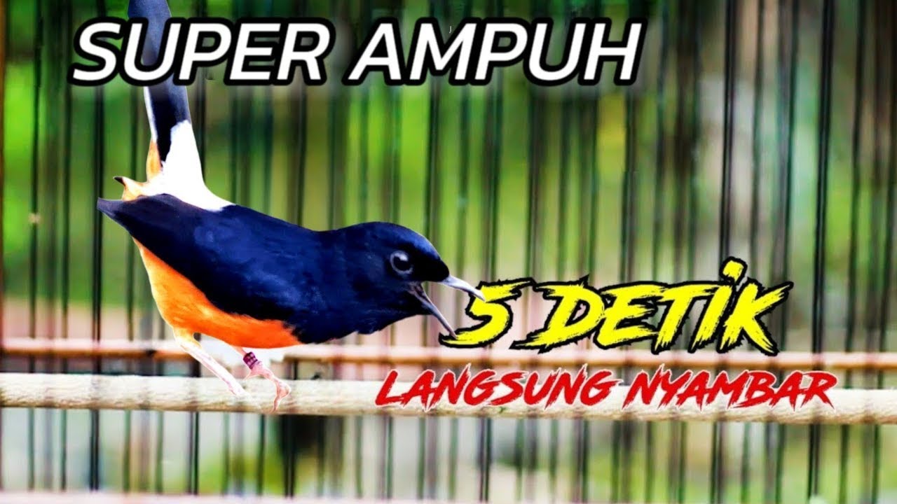 🎶 LIVE PANCINGAN MURAI BATU GACOR | Suara Ngeplong Panjang Hari Ini