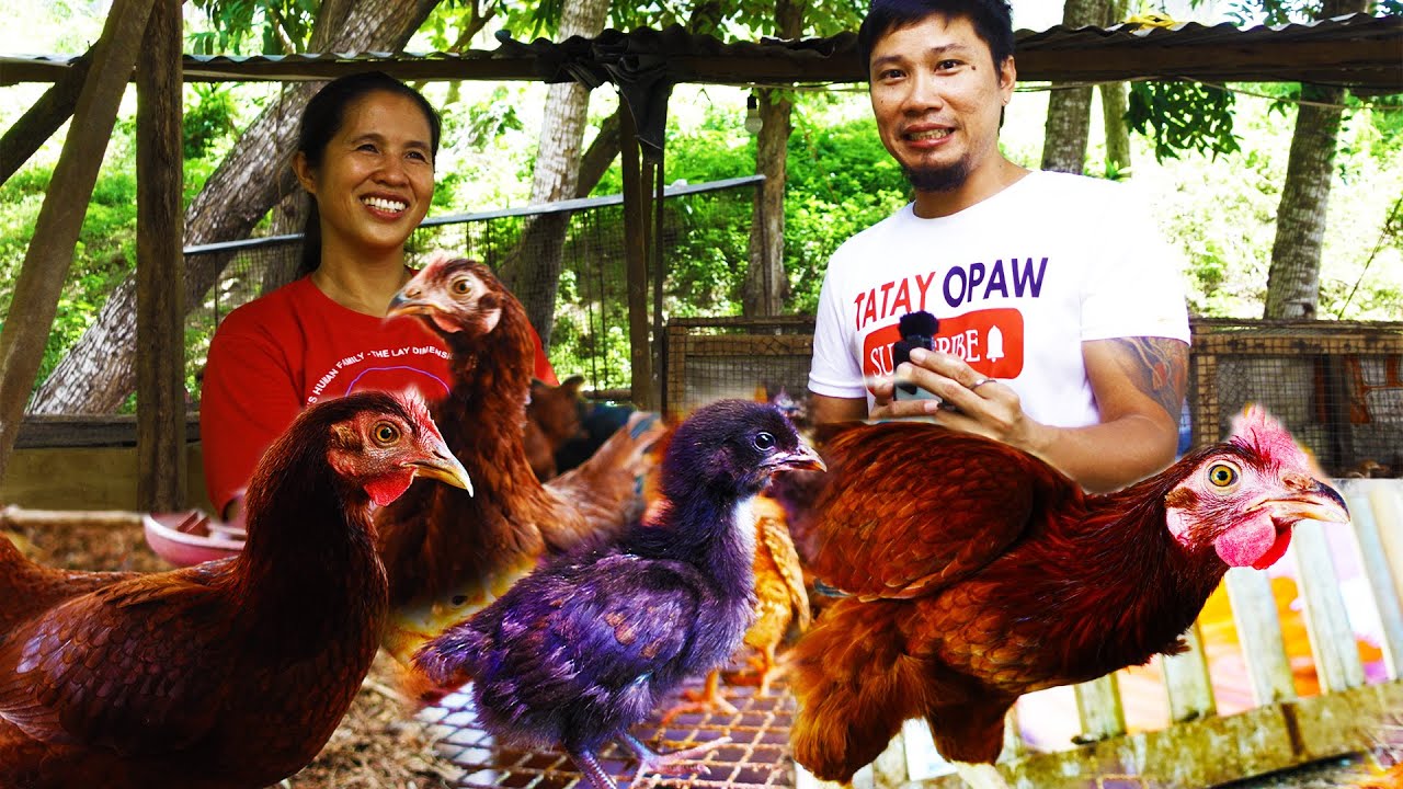 CEBU BACKYARD FARM VISIT | RHODE ISLAND RED BREEDER AND BUSINESS OWNER | FARM TOUR