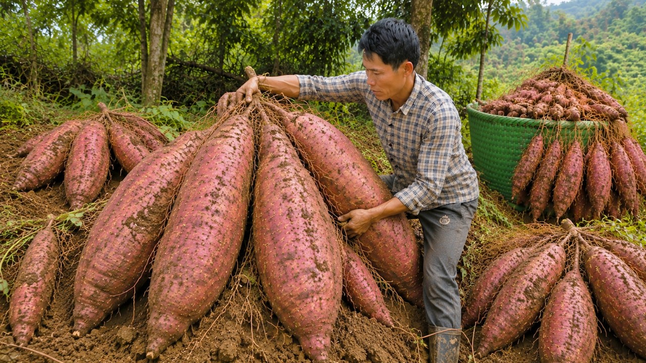 Harvesting an Incredible Sweet Potato Crop | Solo Survival Farm to Market