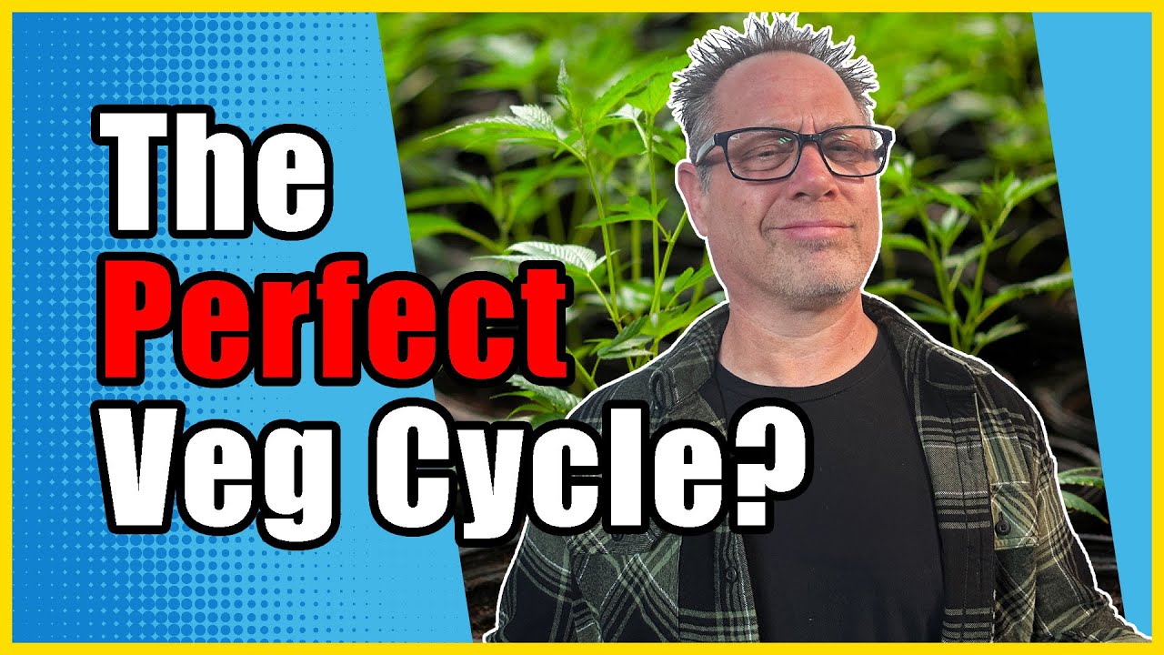 Как долго следует выращивать каннабис в режиме вегетации?
