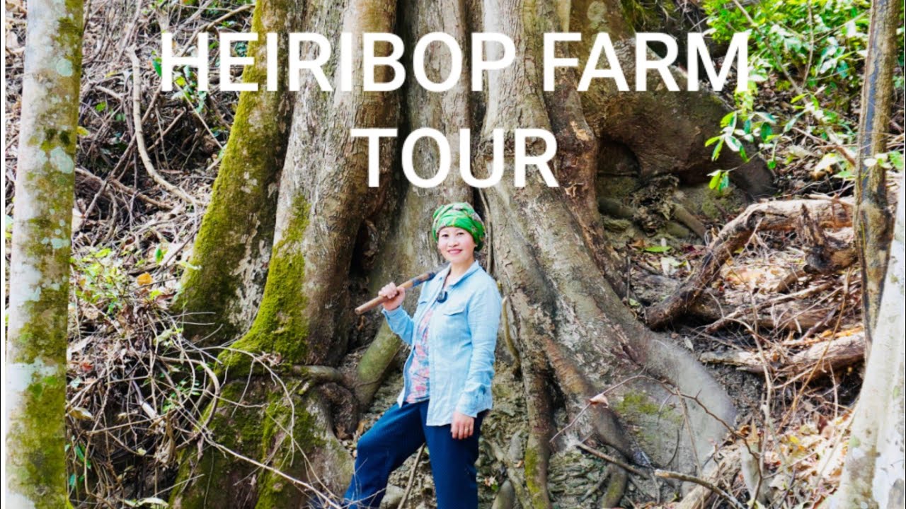 Tastiest & Biggest heiribop farm in Manipur // Khulsaibung Heiribop