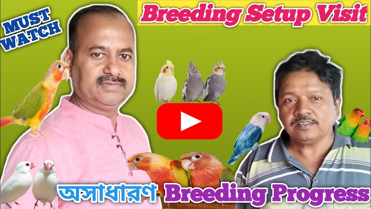 Surprising Breeding Progress Of Bird Breeding Farm/Exotic Bird Breeding Setup Visit/😀@tanay birds
