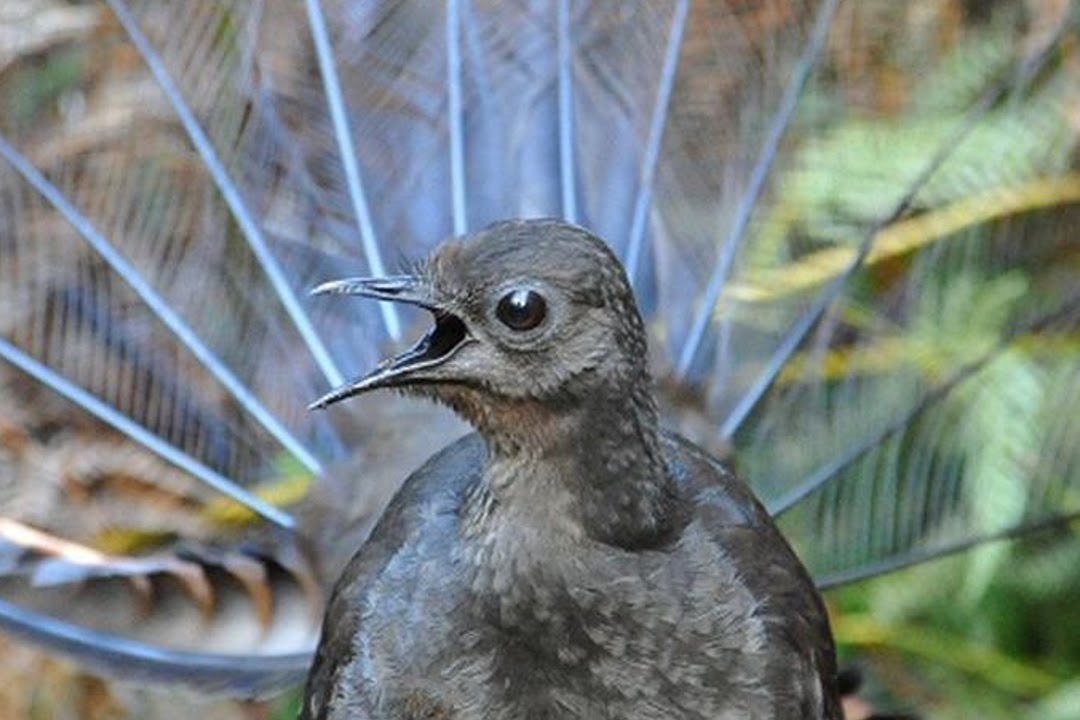 Lyrebird Mimicking Chainsaws, Cameras, Cars and Even People!