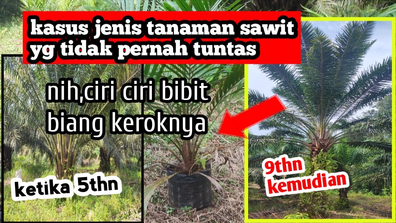 contoh bibit yg afkir sering tertanam secara tidak sengaja,