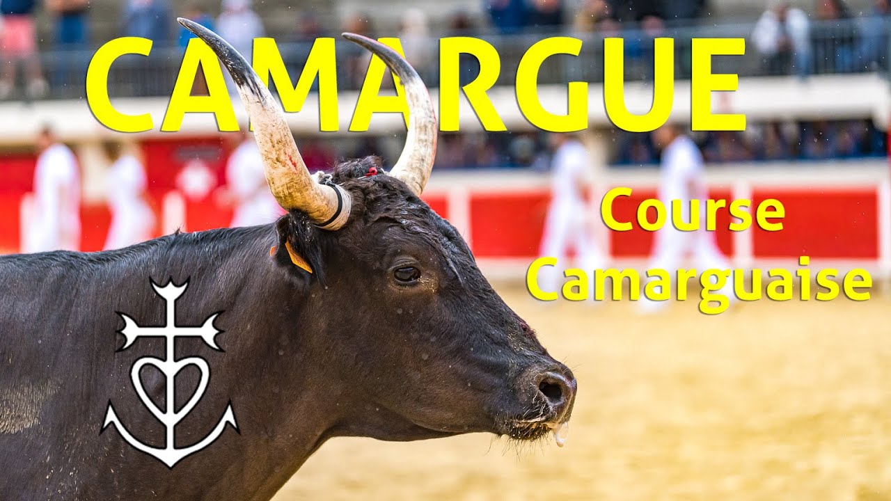 Camargue   Course Camarguaise