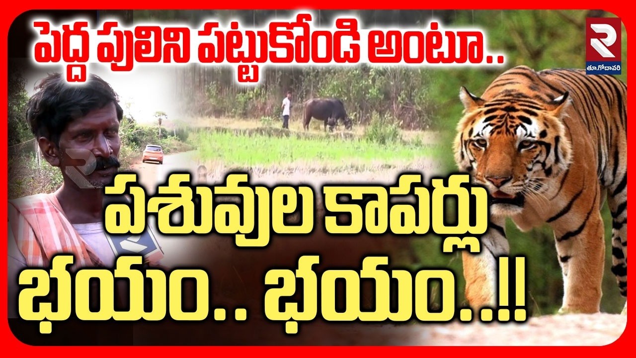 పెద్ద పులిని పట్టుకోండి అంటూ పశువుల కాపర్లు భయం.. భయం..!! | Latest News Update | #rtveastgodavari