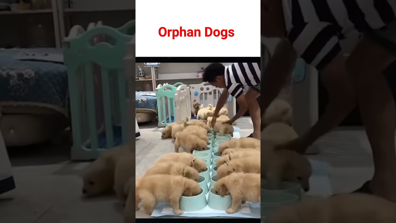 Orphan Dogs 🐶