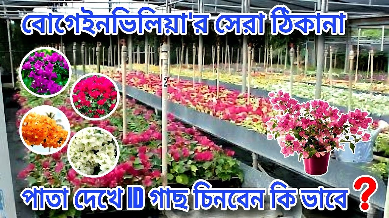 ORCHID GRADEN NURSERY/বোগেইনভিলিয়া'র সেরা ঠিকানা চোখ বন্ধ করে কিনুন আইডির গাছ/Kolkata Nursery Visit