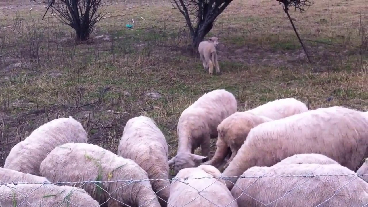 KINANGOP SHEEP BREEDING PROGRAM
