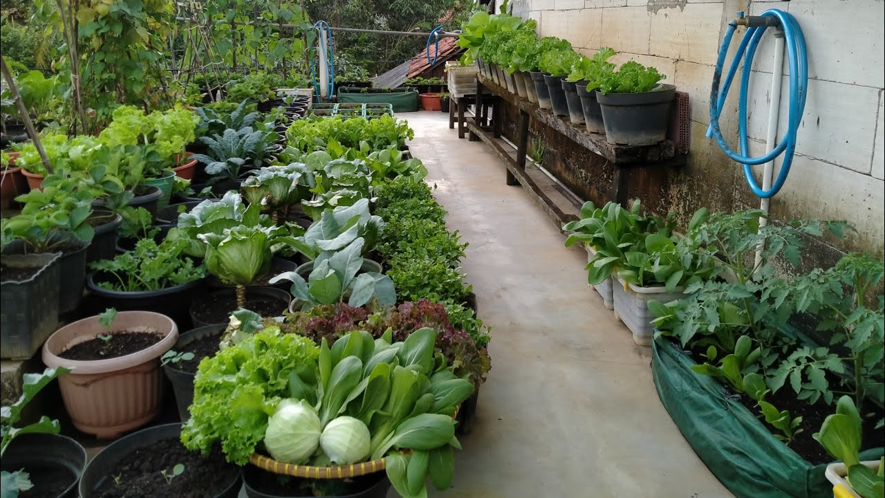 PANEN KUBIS PERDANA,SELADA KERITING MERAH, SELADA HIJAU DAN PAKCOY.#berkebundirumah#gardening