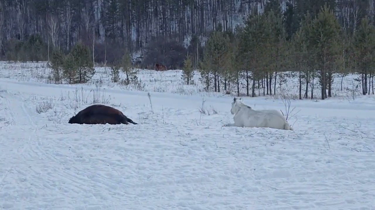 Поваляшки 😍