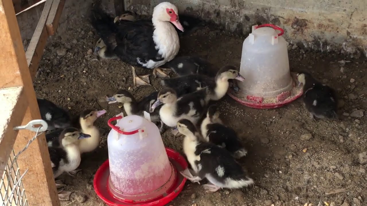 Amerikan ördek yavruları kocaman oldu...