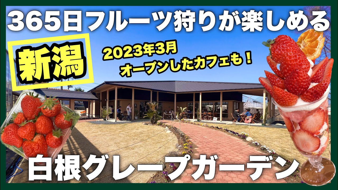 【新潟】白根グレープガーデン　フルーツカフェに行って来ました　365日フルーツ狩りが楽しめる農園やインスタ映えの越後姫パフェが食べられるカフェ　季節の果物狩りをやりました。今回はいちご狩り