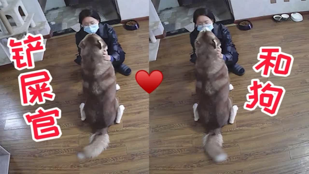猫狗双全的铲屎官回家后的幸福瞬间