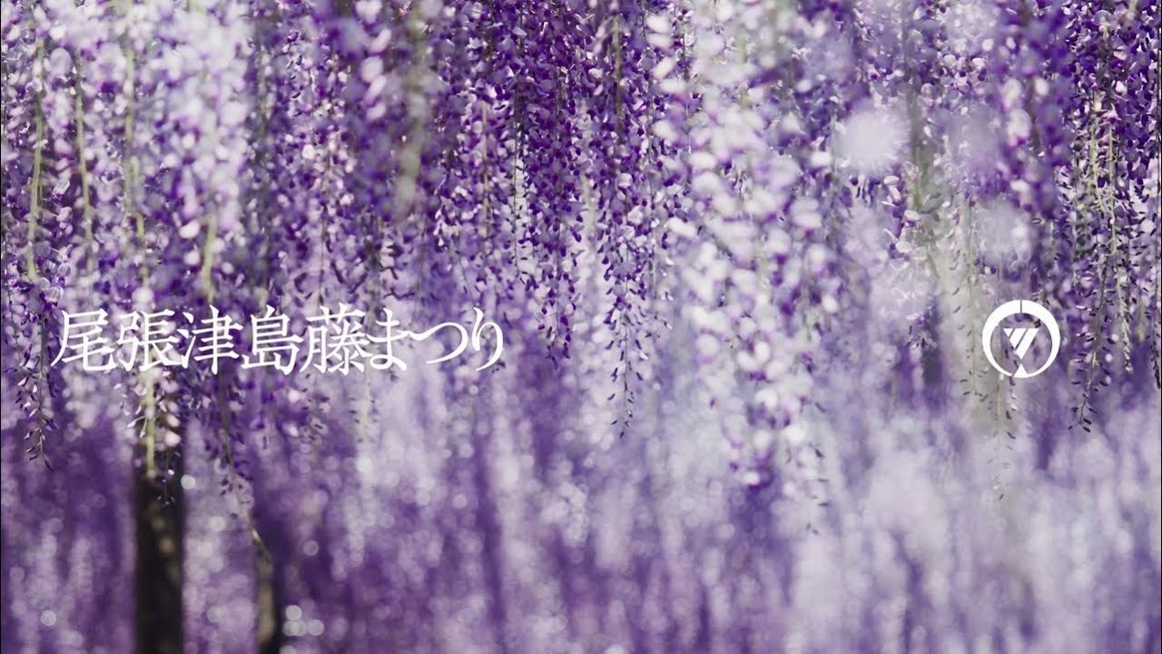 尾張津島藤まつり(津島市PR動画)/ Owari Tsushima Wisteria Festival (Tsushima City Official)