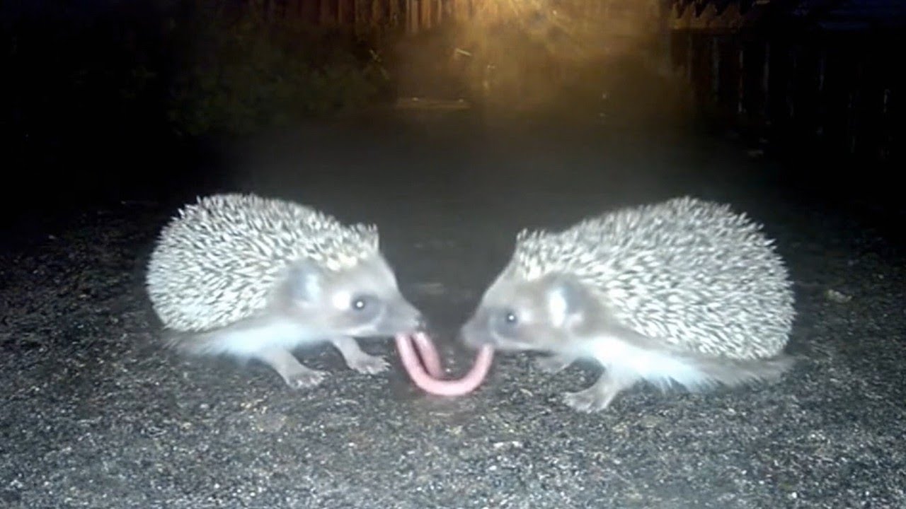 What Do Hedgehogs Do At Night? (Caught on Camera)