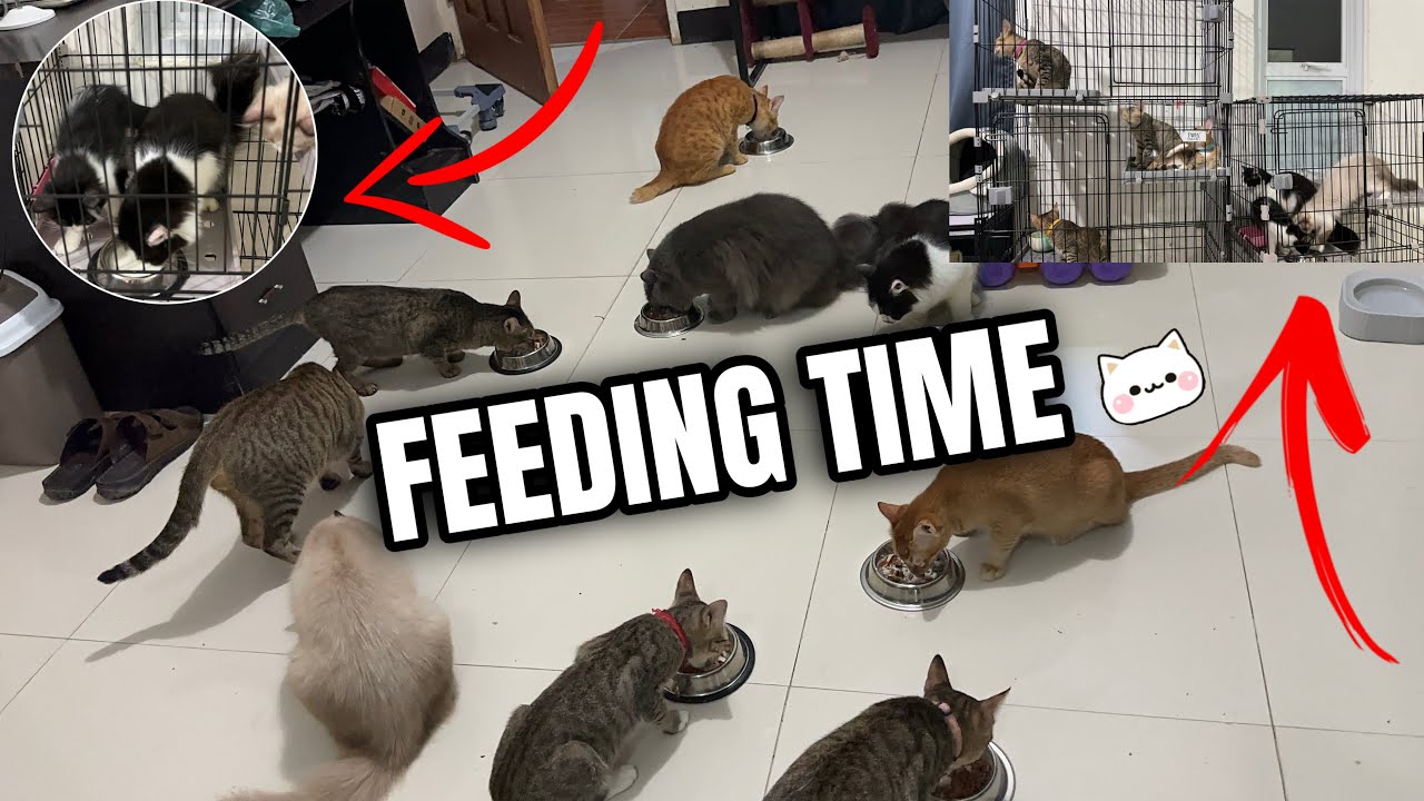 FEEDING TIME FOR MY CAT | FUR MOM VLOG | MOMARENYANN