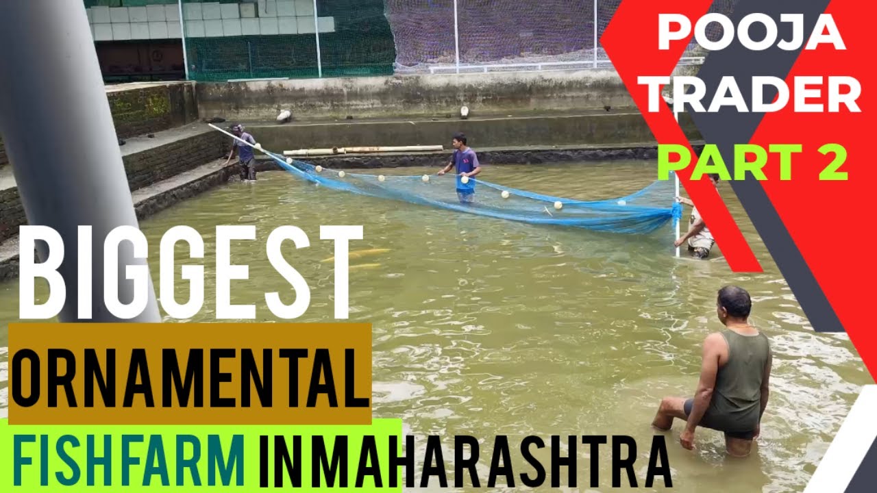Pooja Trader | part 2 | biggest ornamental fish farm in Maharashtra | fish farm | fish breeding