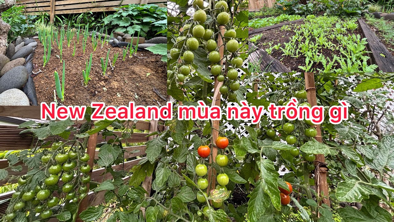 Làm vườn trồng rau tăng cường màu sắc cho bữa ăn ở #newzealand #cuocsongnewzealand #lifeinnewzealand
