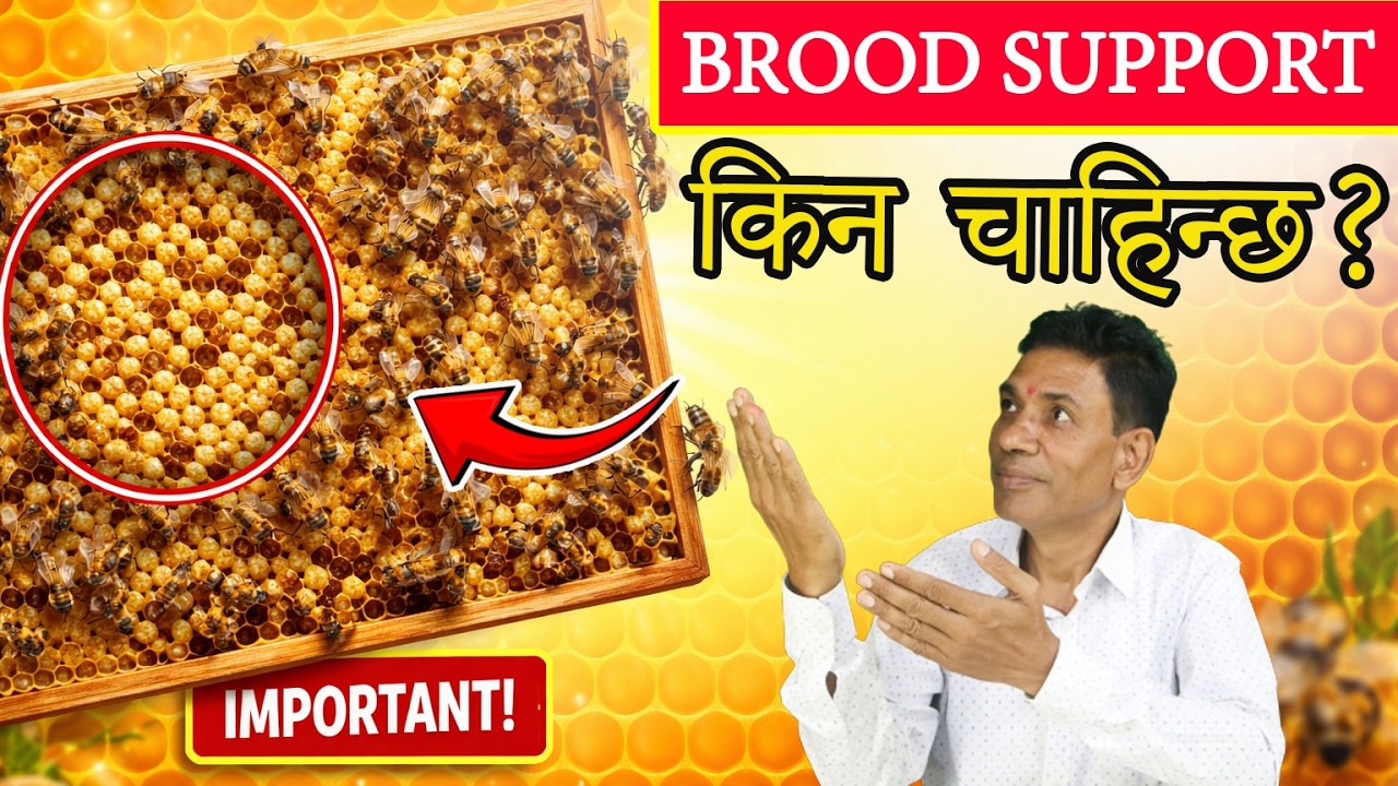 ब्रुड सपोर्ट भनेको के हो त ?