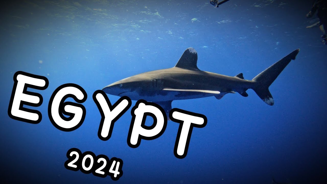 Diving Egypt 2024 Marsa Alam