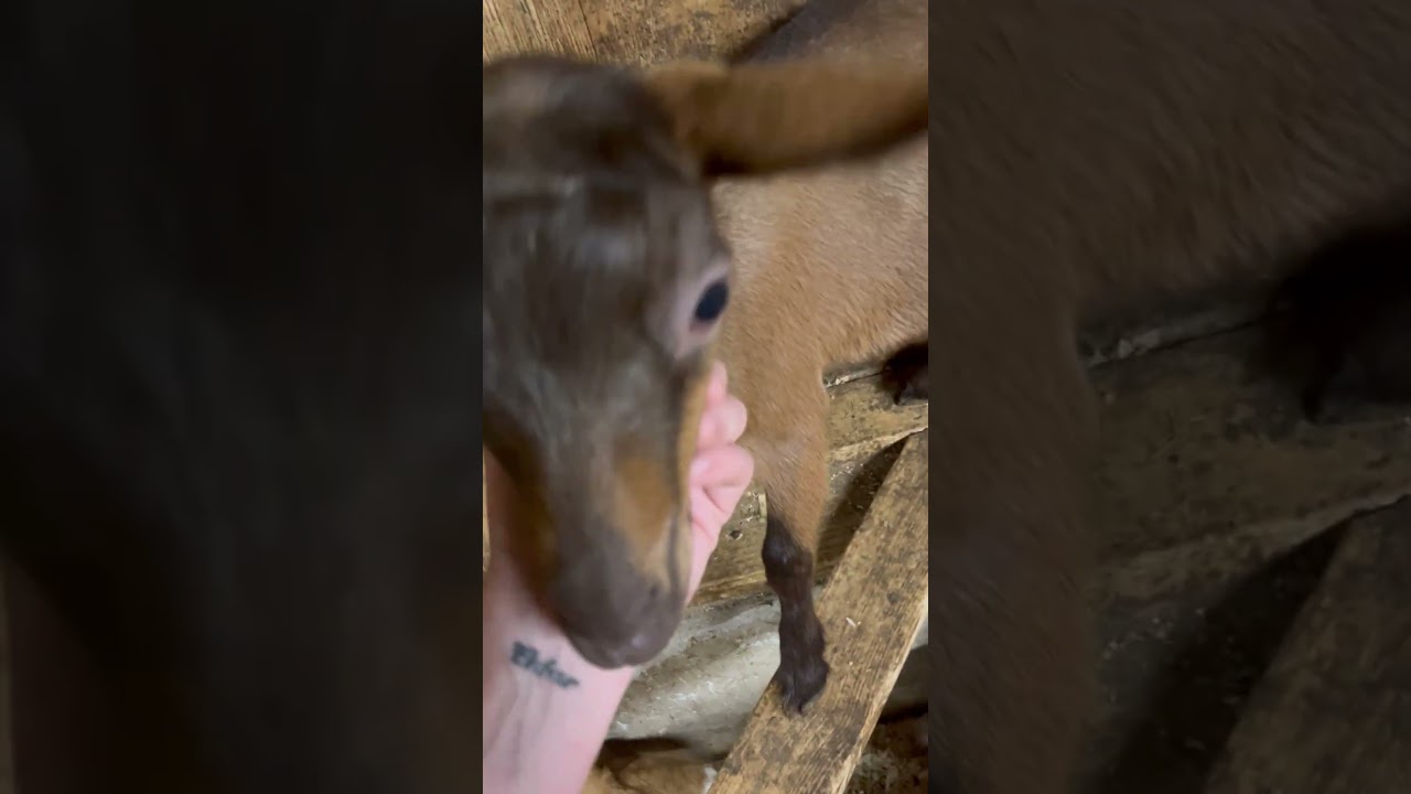 Mini Oberhasli babies