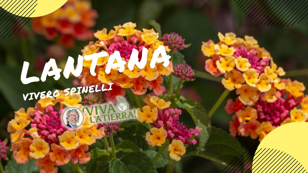 Todo sobre la Lantana 🌺