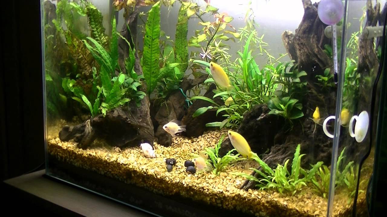 賑やか水槽作戦 　家で一番高いサカナ