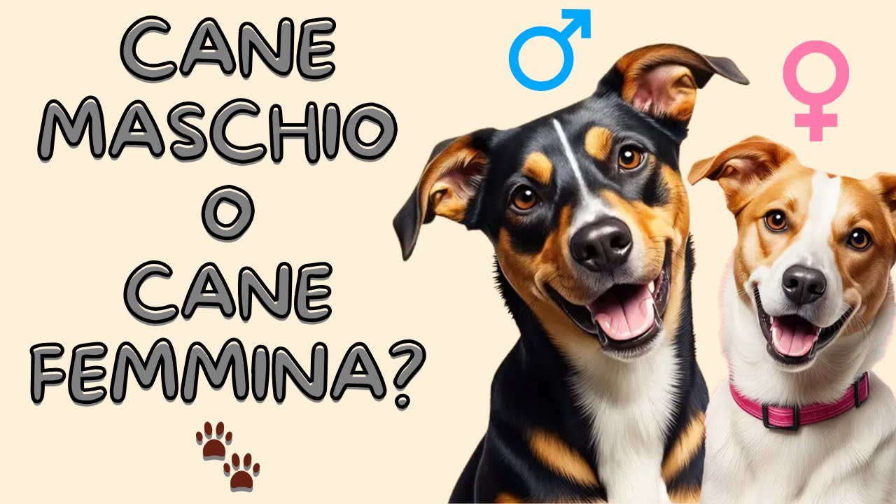 Meglio un cane maschio o femmina? Scopri la verità!