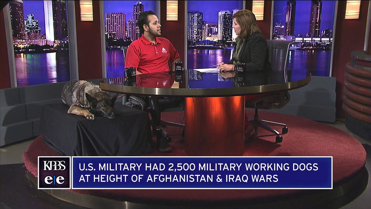 Injured San Diego Marine Dog Handler Reunited With Canine Friend