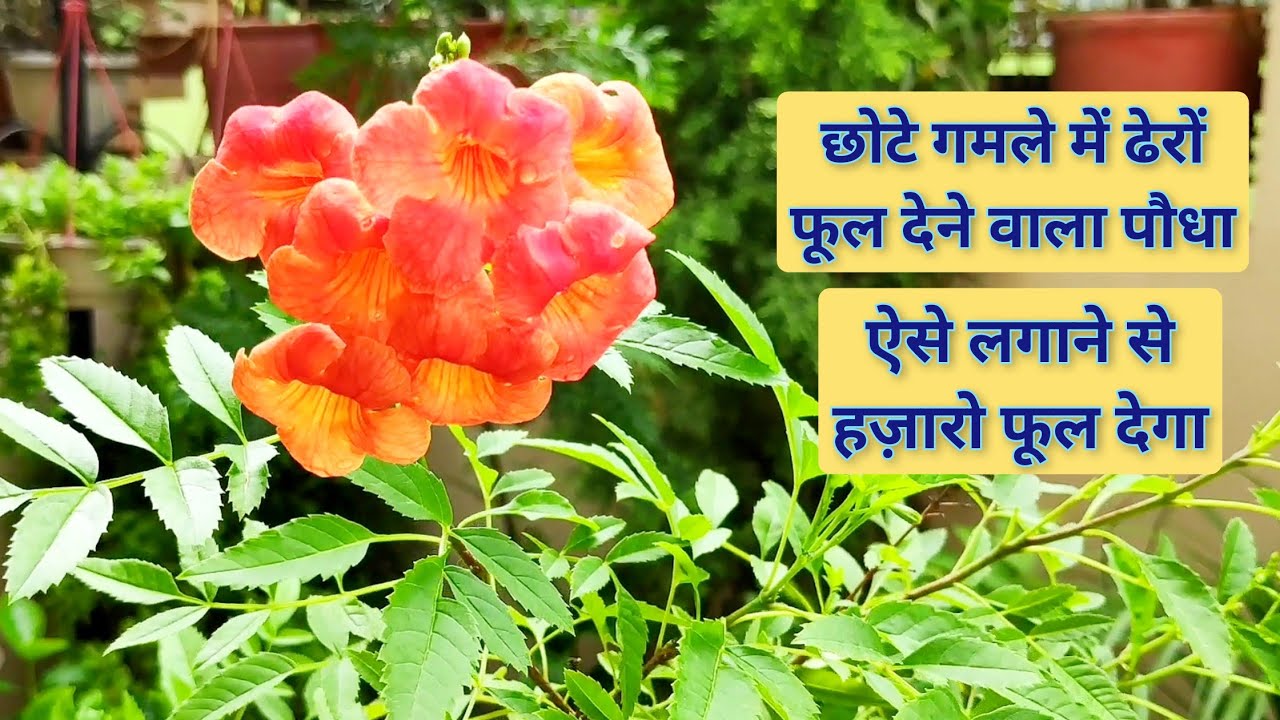 छोटे गमले में ढेरों फूल देने वाला परमानेंट पौधा ऐसे लगाएं हज़ारों फूलों देगा, Tecoma plant care
