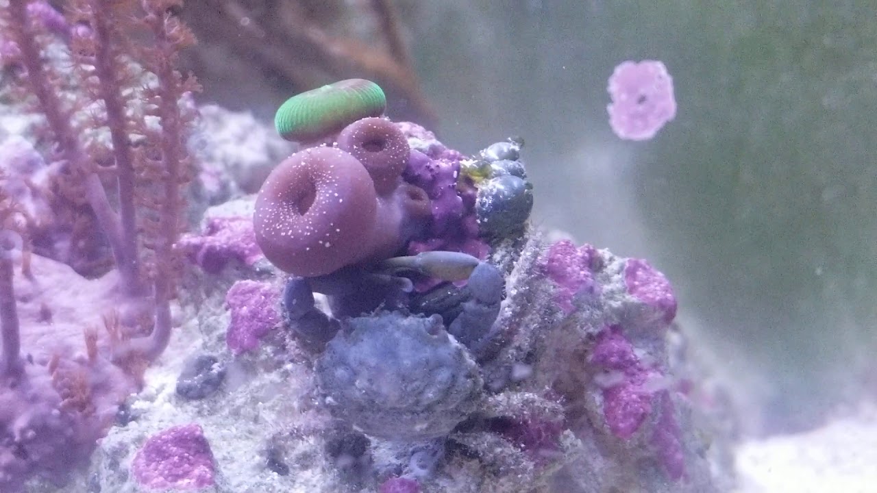 Porcelain Crab