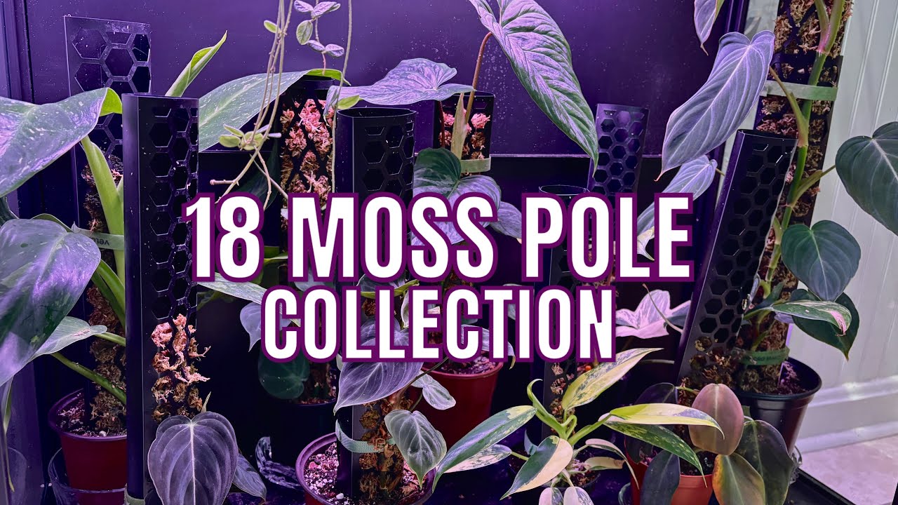 My Moss Pole Collection +Pole Maintance