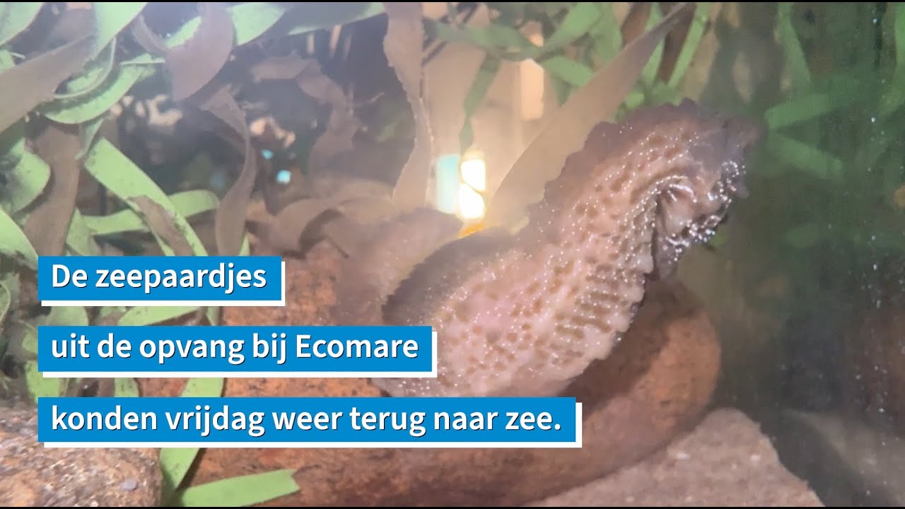 Zeepaardjes uit de opvang terug naar zee I Ecomare Texel
