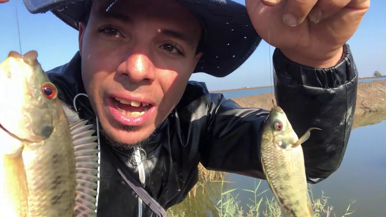 ولعت كفر الشيخ بالجمبري والكنز السحرى