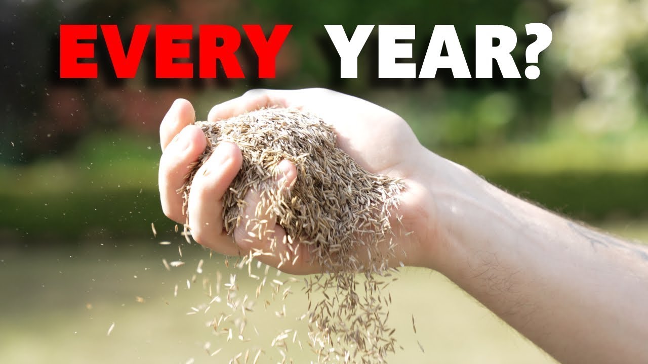 Is overseeding every year worth it and do you have to do it?
