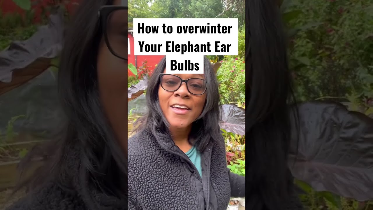 How to Overwinter Elephant Ear Bulbs