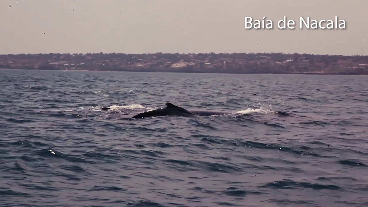 Nacala Logistics - Dia Internacional do Meio Ambiente