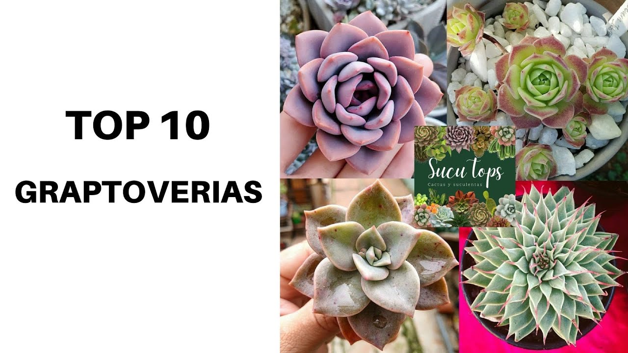 TOP 10 GRAPTOVERIAS