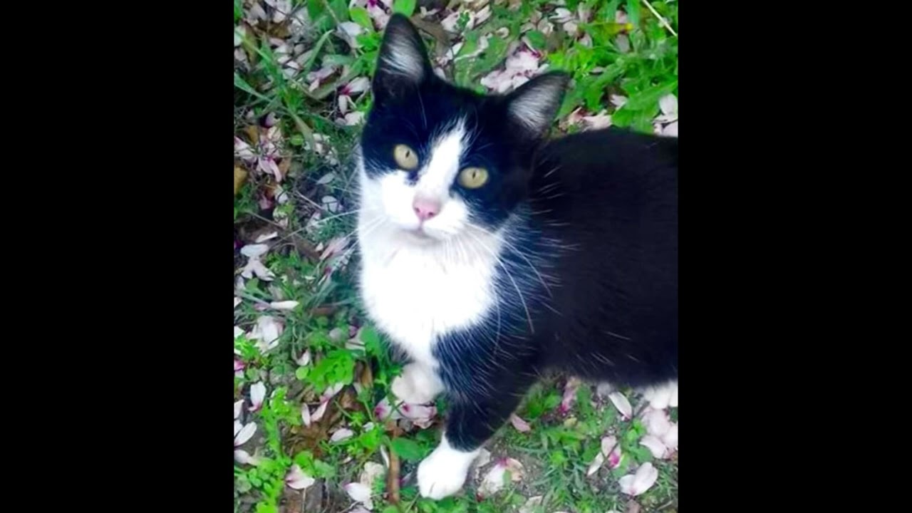 Las Estrellas Y La Gatita - Dyan Werk (Audio)