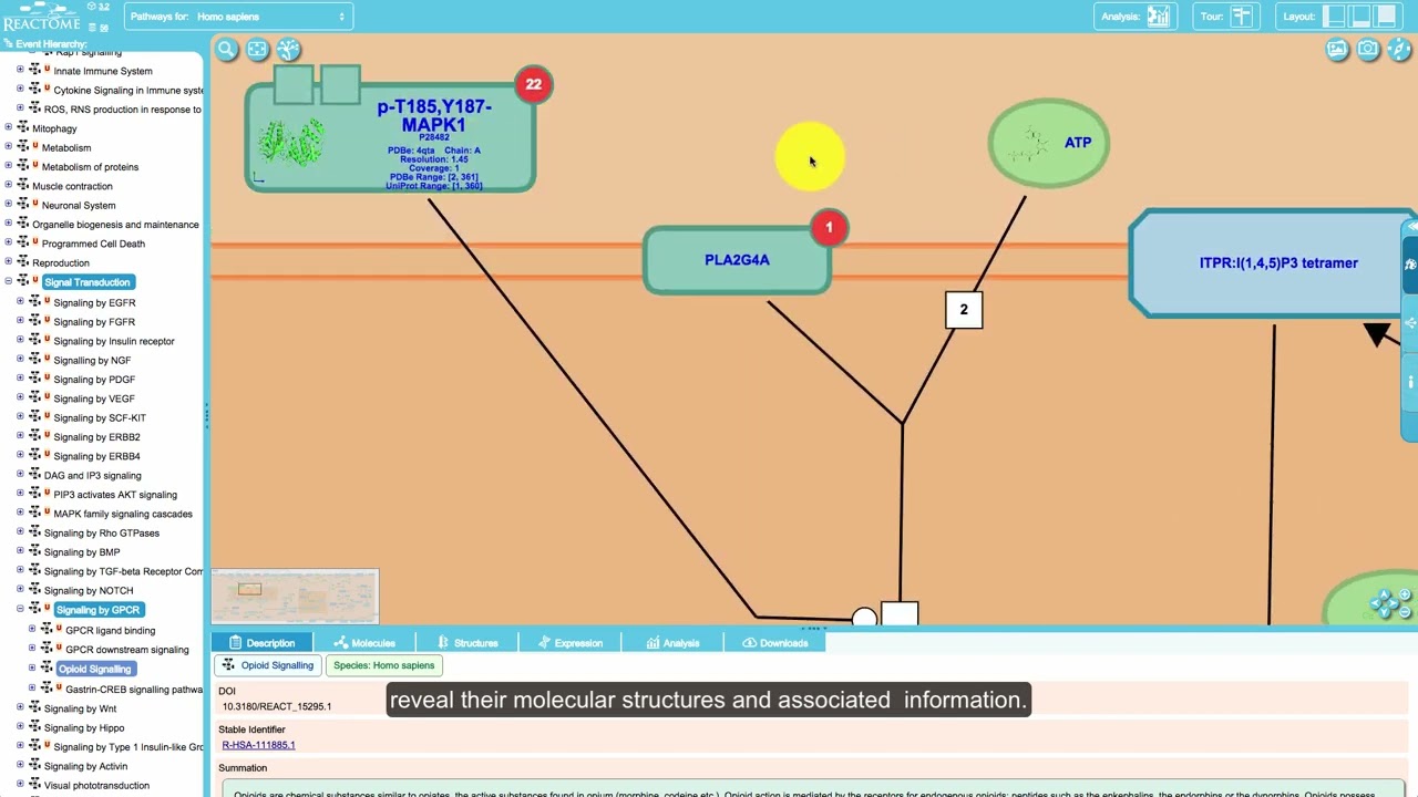 (Created in 2016) Reactome Pathway Browser 3.2   Short introduction