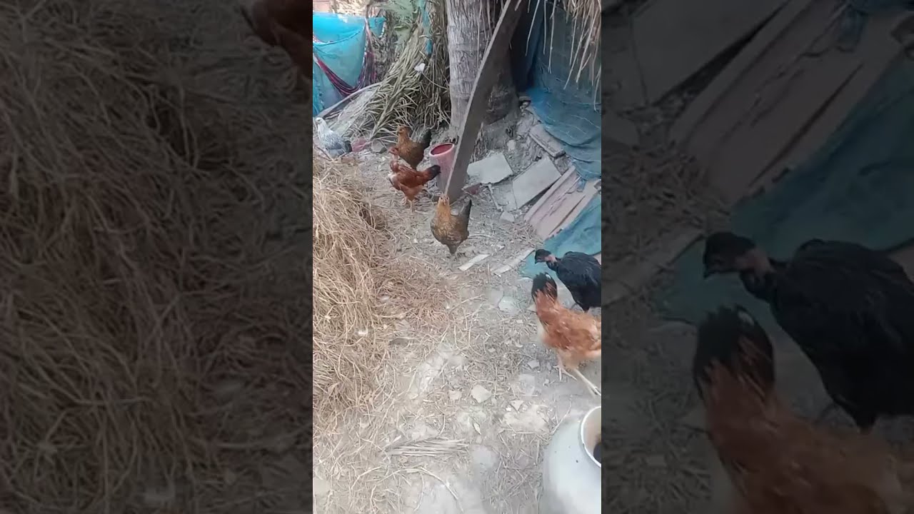 Minu's Farm & Lifestyle  is liveআমার কতগুলো হাঁস মুরগি, ছাগল আছে, চলে এসো বন্ধুরা