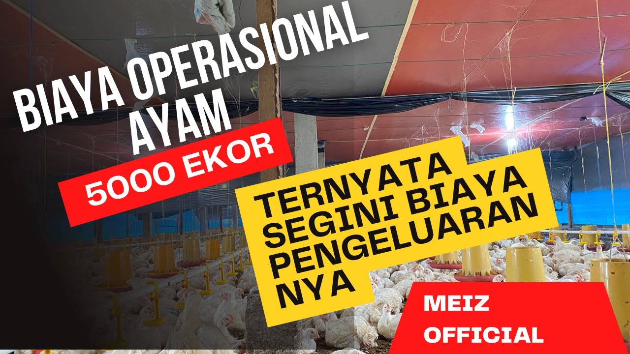Biaya operasional ayam broiler pada type kandang close house || pengalaman pribadi