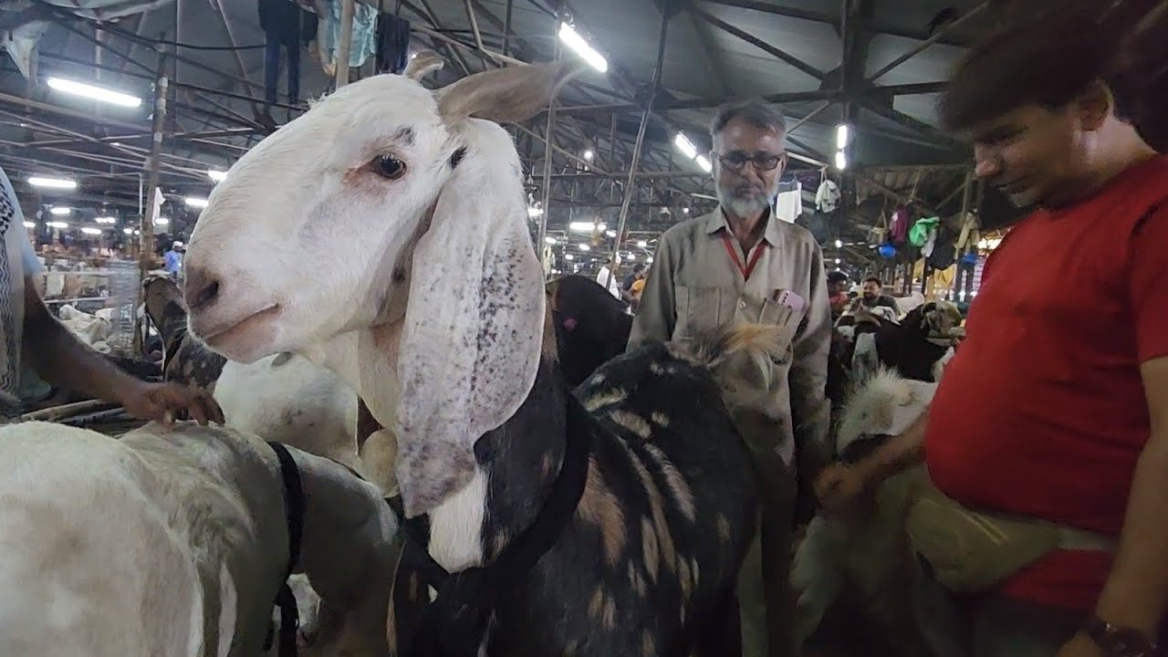 Deonar Main Umar Ustad Tonk Ki Entry Se Hui Khalbali | Deonar Bakra Mandi | Big Goats.