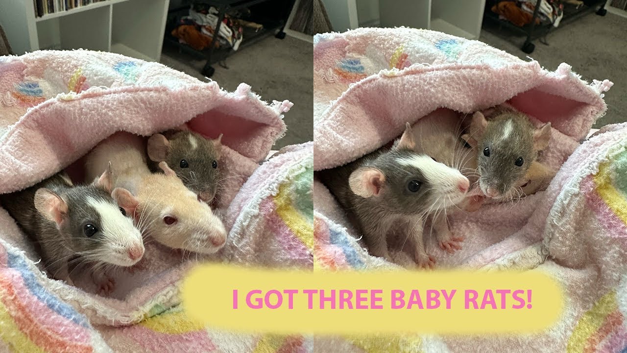 I Got Three Baby Rats!