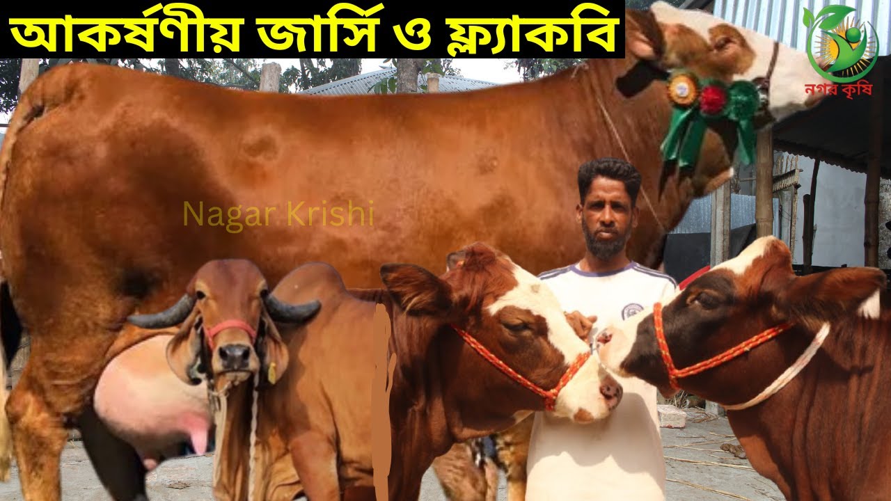 ওয়াহেদ কাকার সেরা ইন্ডিয়ান বর্ডারক্রস ফ্লাগবি ও শাহীওয়াল ব্রাহমা ! ১৩-১৮ লিটারের বাচ্চাসহ গাভী
